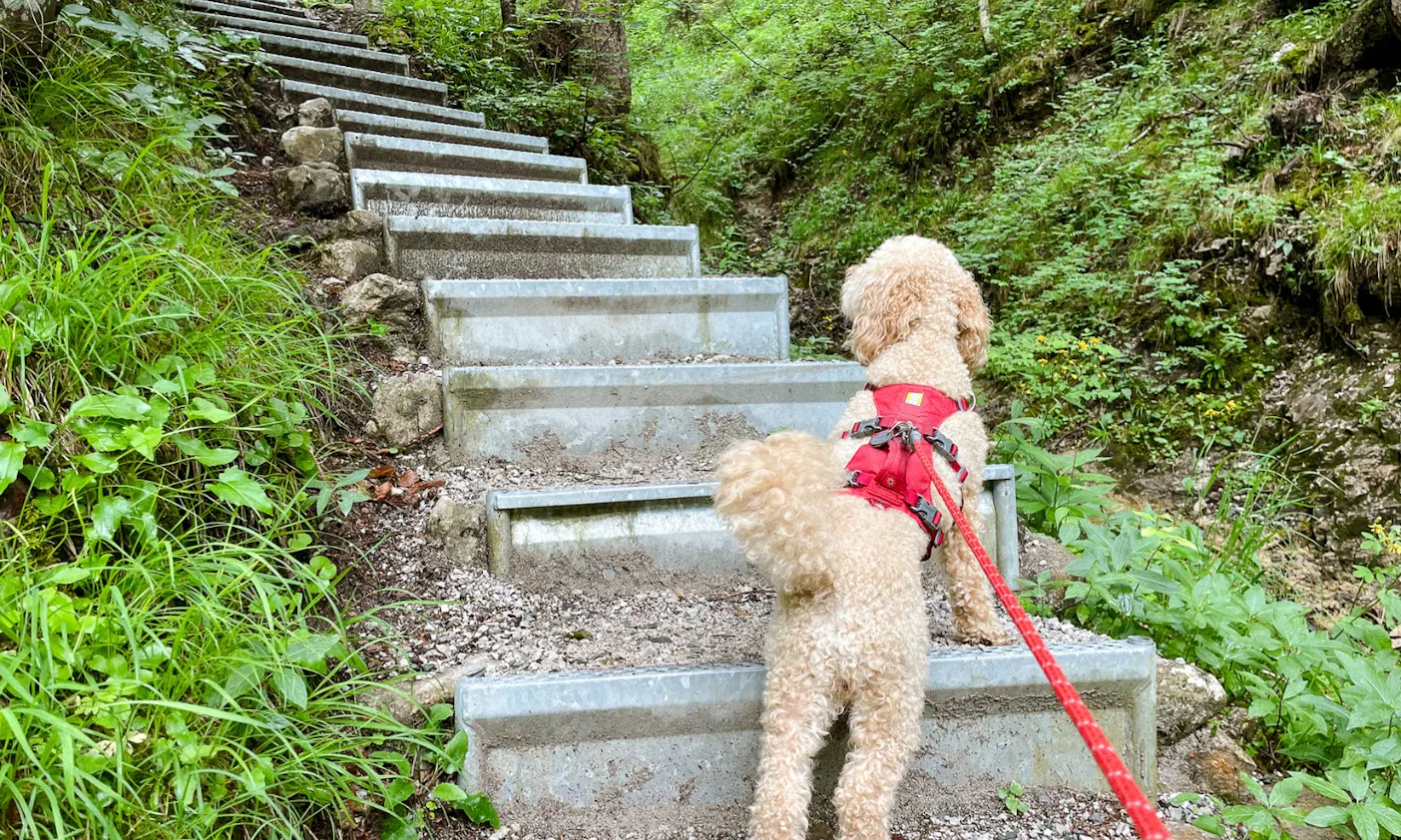 Hund wandern in Tirol am Wilden Kaiser zur Kaiseralm