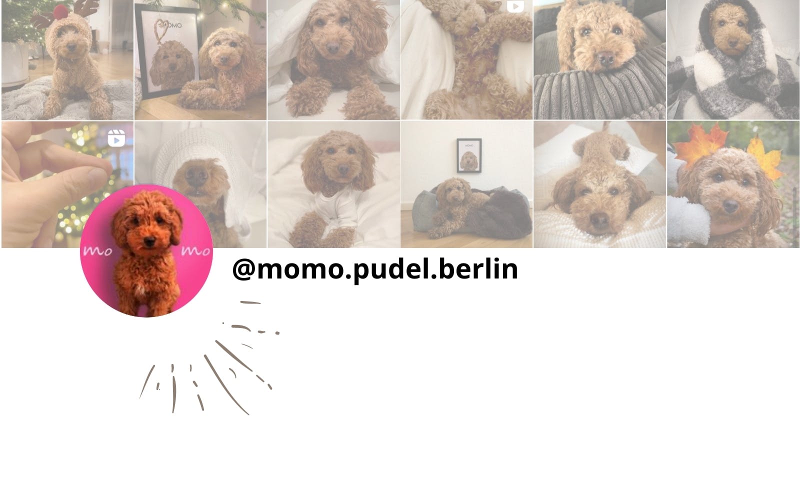 Petfluencer Pudel Momo