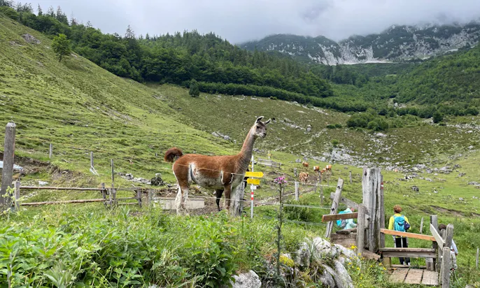 Kaiseralm Lamas