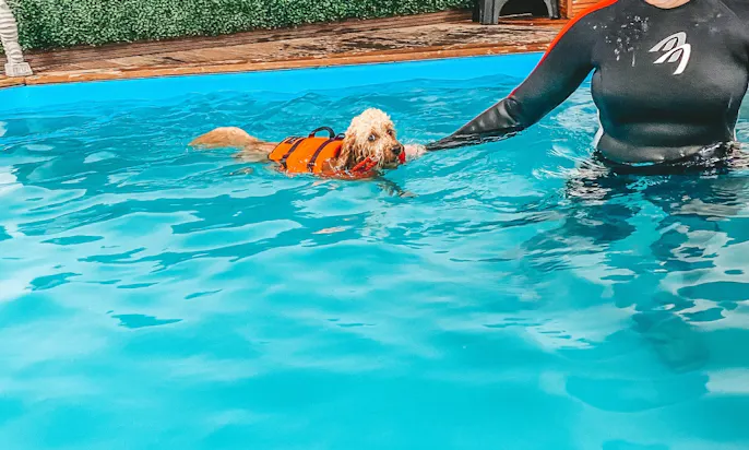 Hundeschwimmen Hunde-Physiotherapie-Praxis Gangwerk