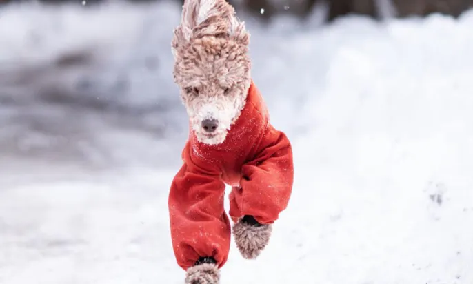 Schneeanzug Pudel