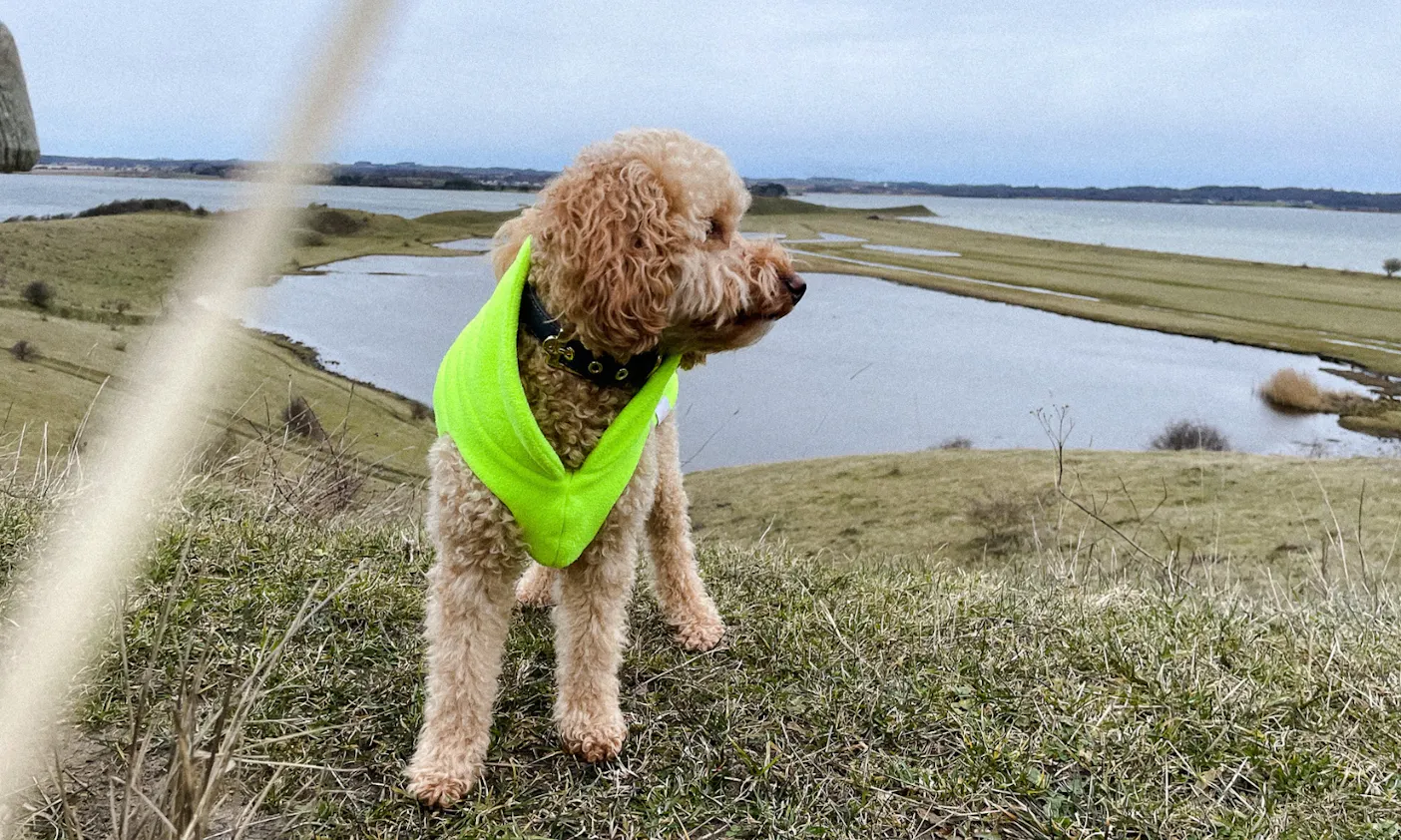 Warmer Fleece-Hundepullover in neongelb für Pudel