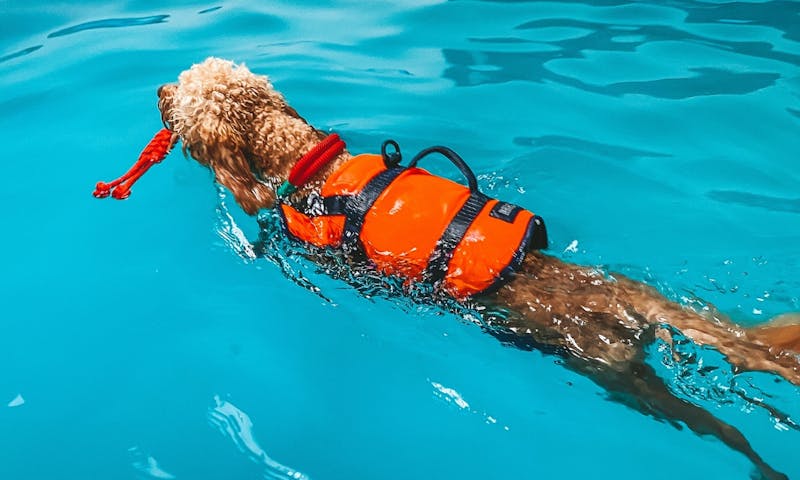 Goldendoodle schwimmt bei  Hunde-Physiotherapie-Praxis Gangwerk