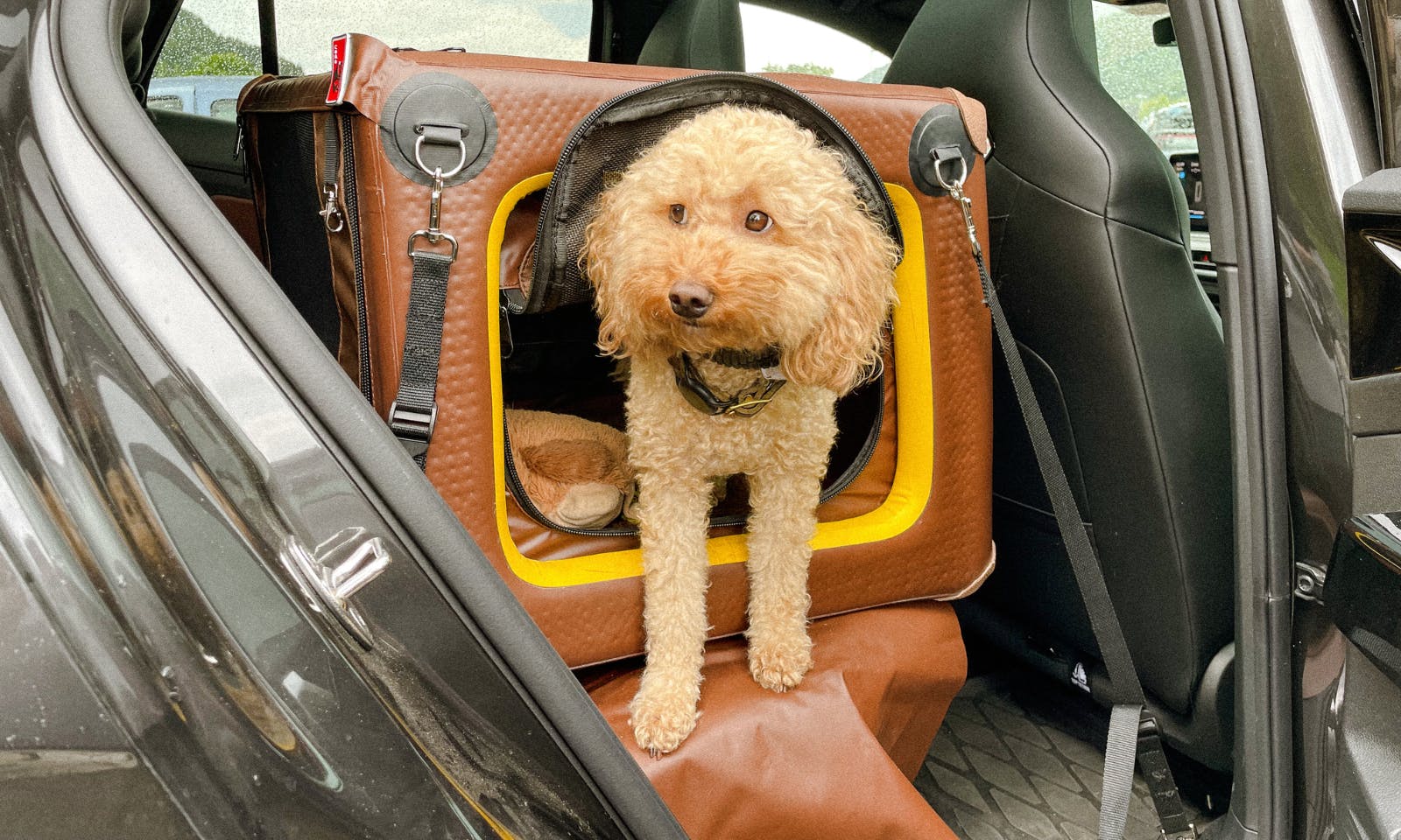Pudel in der Hundetransportbox im VW ID.4