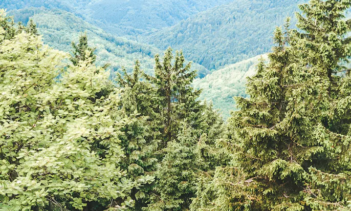 Höhenweg Rennsteig mit Hund