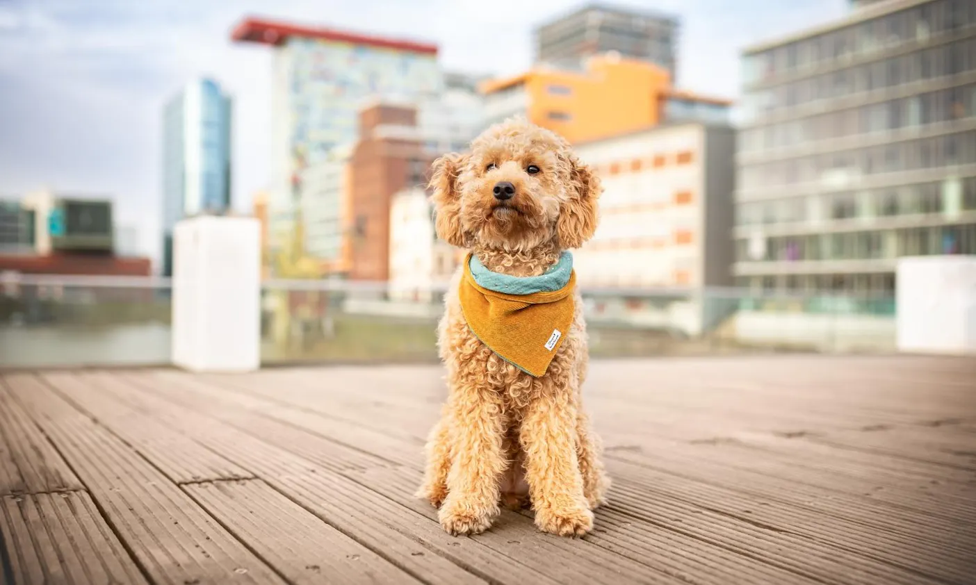 Sehenswürdigkeiten in Düsseldorf mit Hund: Medienhafen
