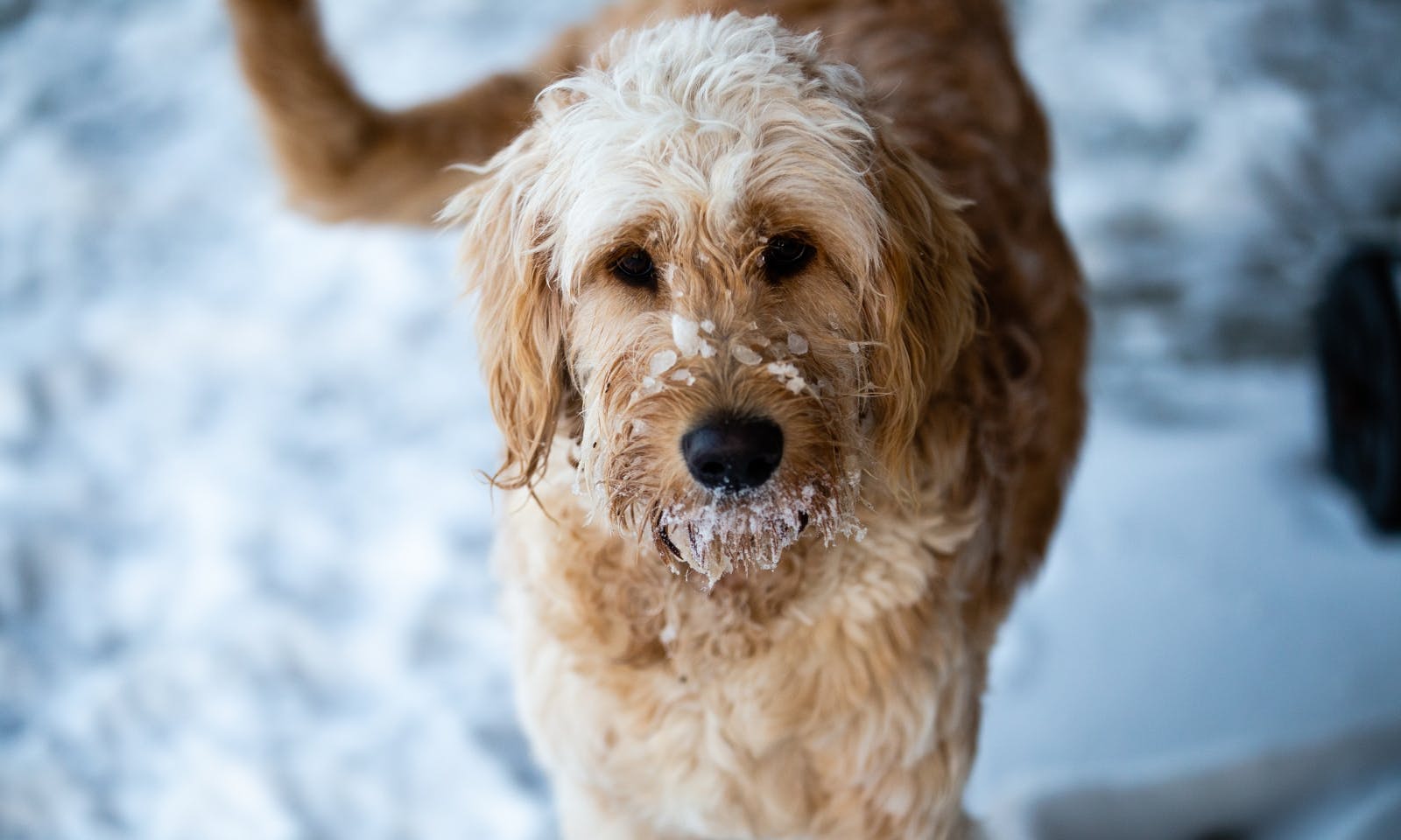 Goldendoodle mit Wellen