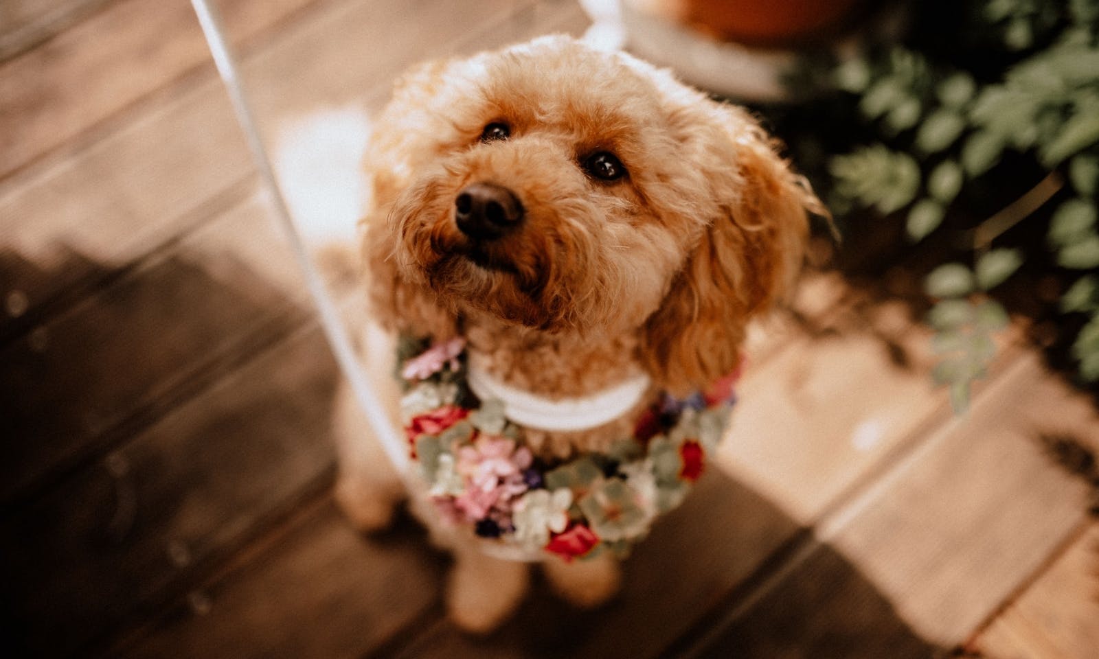 Hochzeit mit Hund: Blumen und weißes Leinenset