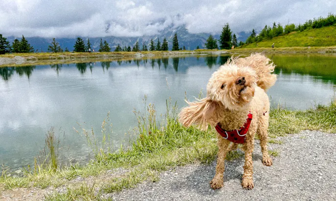Achtsamkeitsspaziergang mit Hund