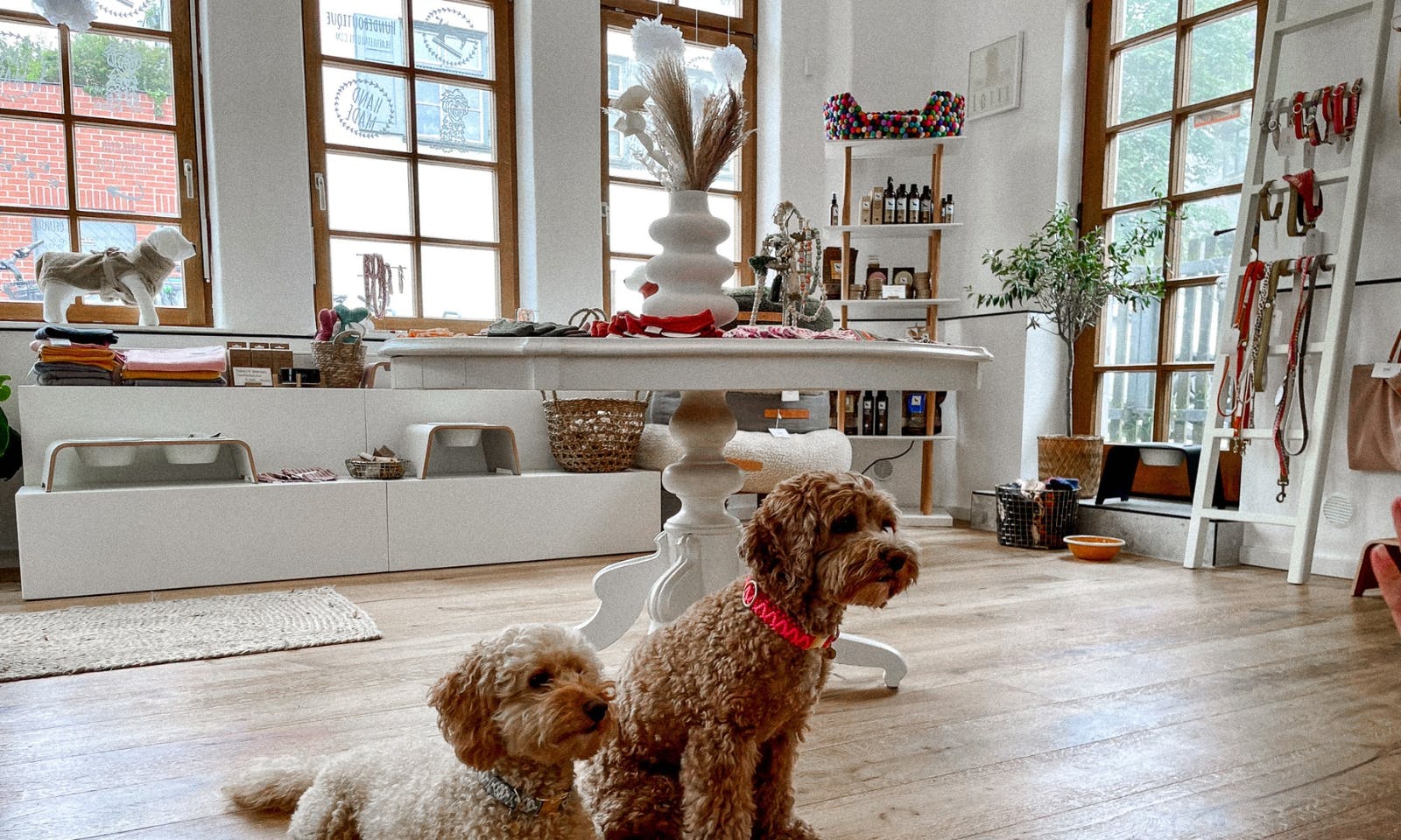 Java und Lotti in der Hundeboutique Fräulein Lotti