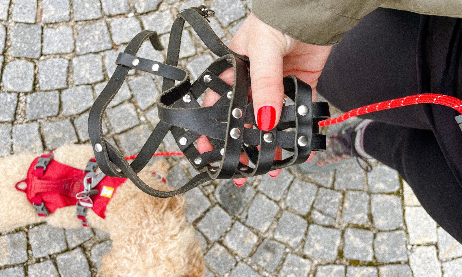 Hunde müssen in Tirol im Bus einen Maulkorb tragen