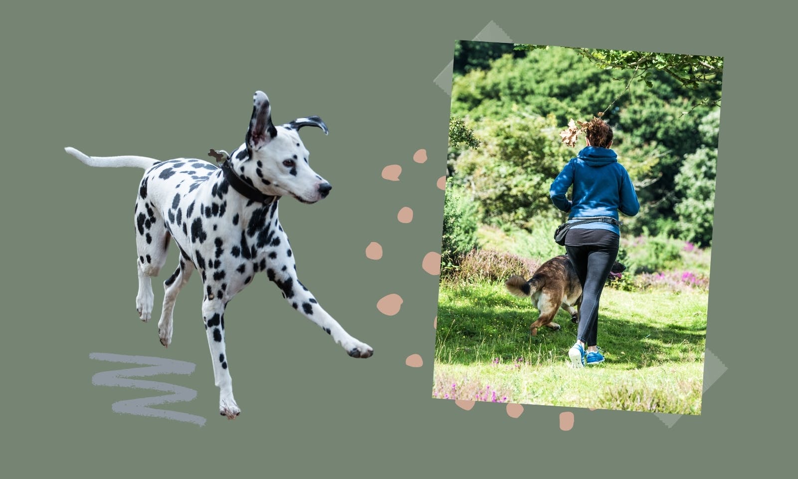 Dalmatiner: Joggen mit Hund