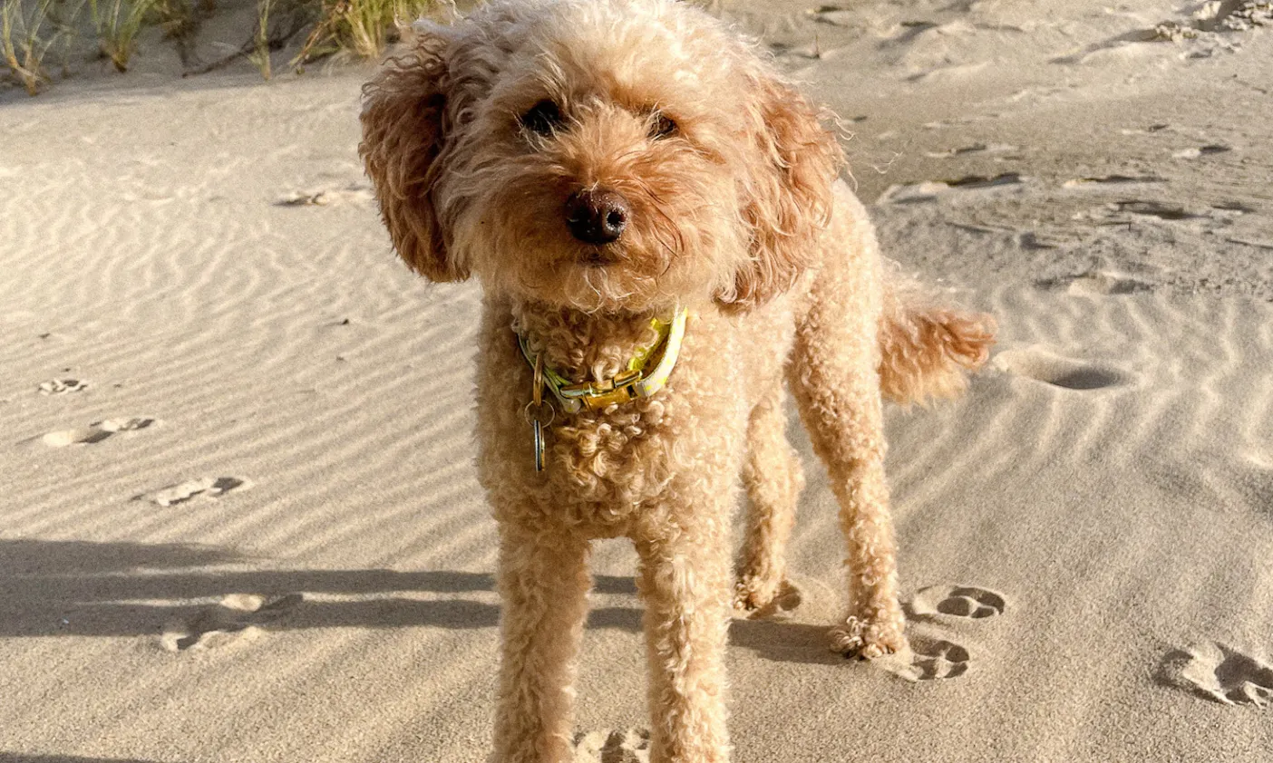 veganes Hundehalsband in neongelb für Pudel