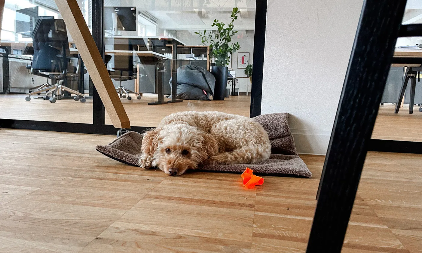 Hund liegt auf Teddydecke im Büro