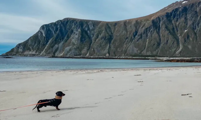 Urlaub mit Dackel in Norwegen