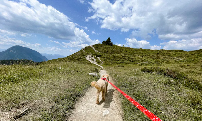 Wandern mit Hund in Österreich