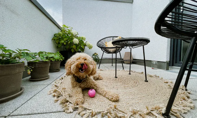 Hund im Sommer mit Frozen Joghurt