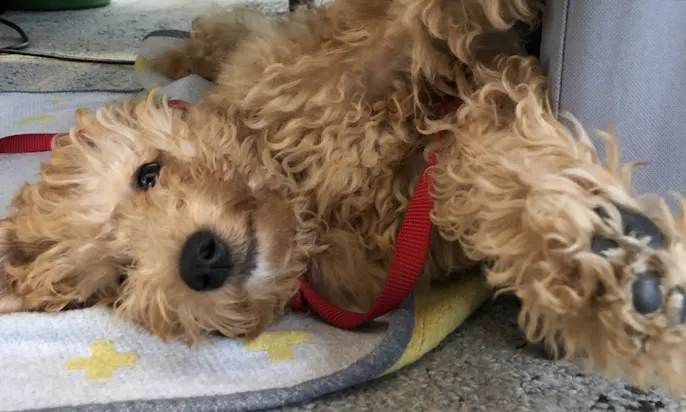 Ruhephasen sind für Hunde im Büro wichtig