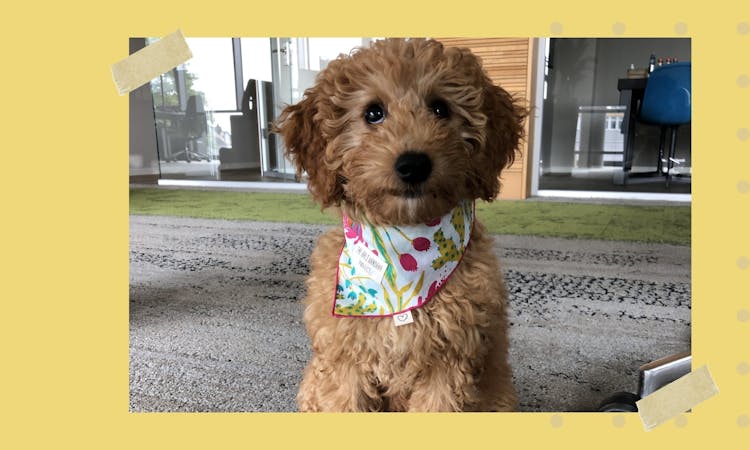 Der Hundeblog über Bürohunde