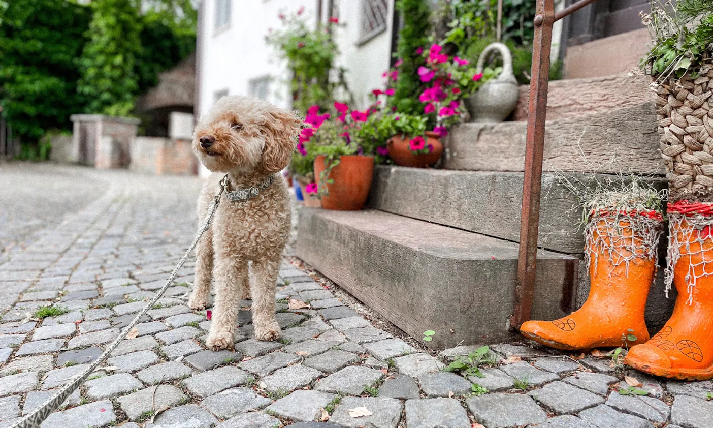 Fischerviertel mit Hund erkunden