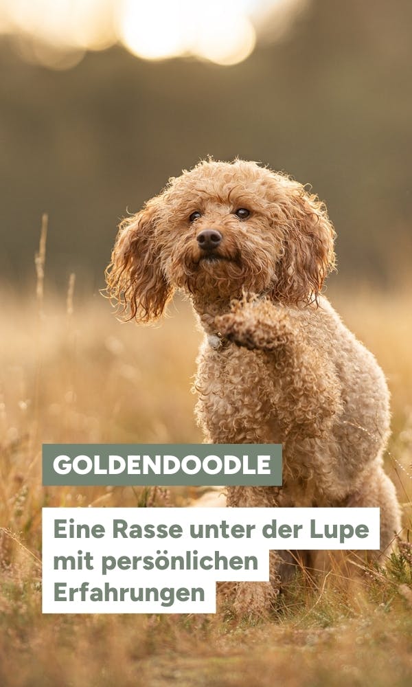 Goldendoodle im Portrait