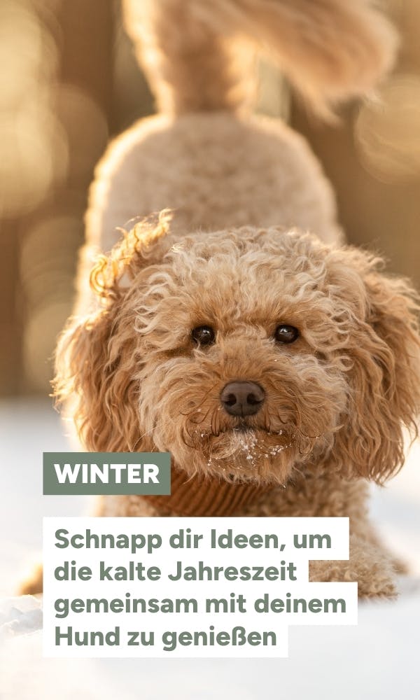 Winter mit Hund