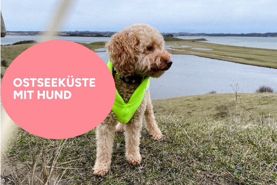 Ostseeküste mit Hund erkunden