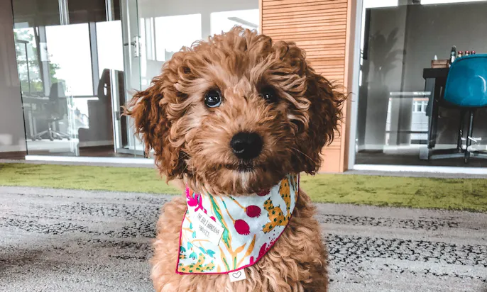 Goldendoodle sind tolle Bürohunde