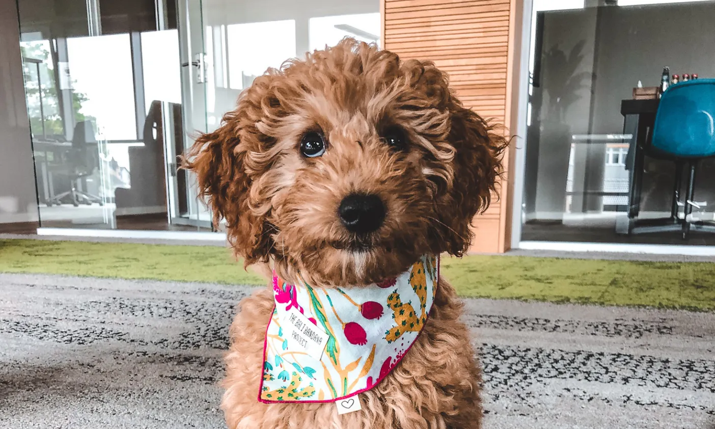 Goldendoodle im Büro