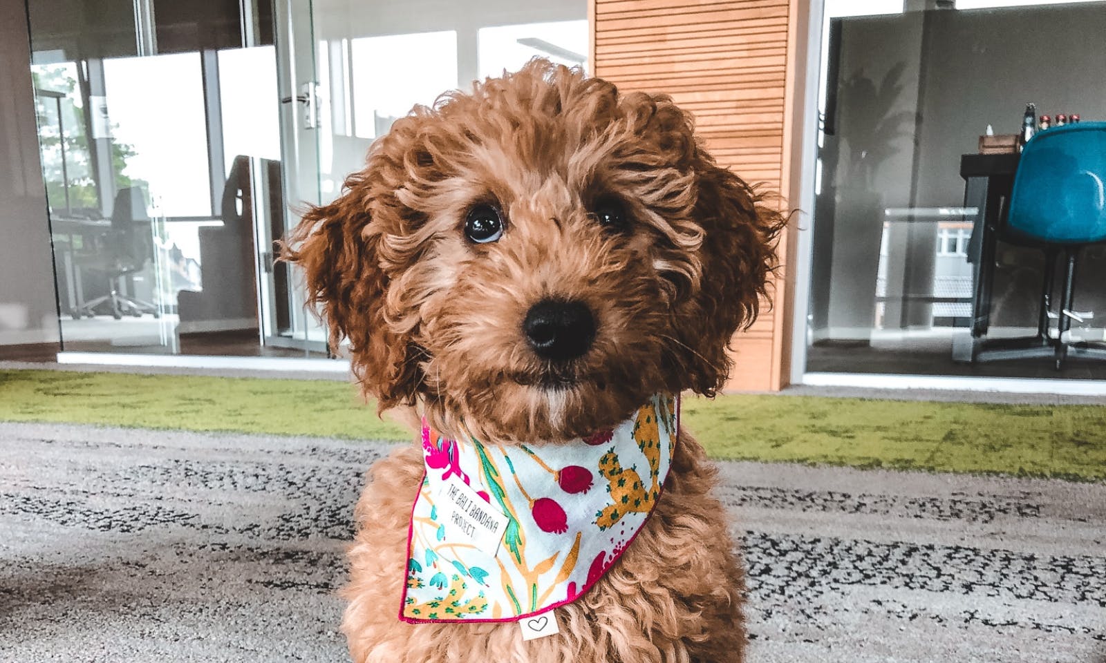 Mini Goldendoodle mit 10 Wochen als Bürohund im Büro