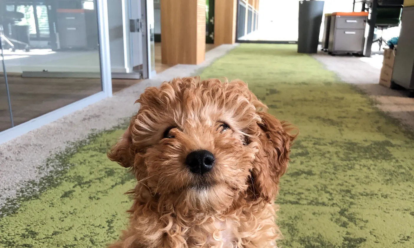 Bürohund im IT-Unternehmen