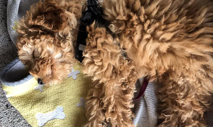 Bürohund im Openoffice