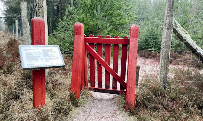 Hundewald in Blavand in Dänemark
