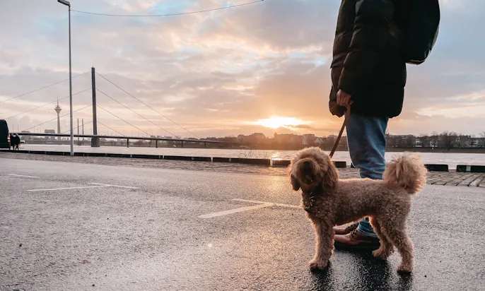 Goldendoodle Java mit Biothane Leine von der Solinger Hundemanufaktur Schmuddelhund