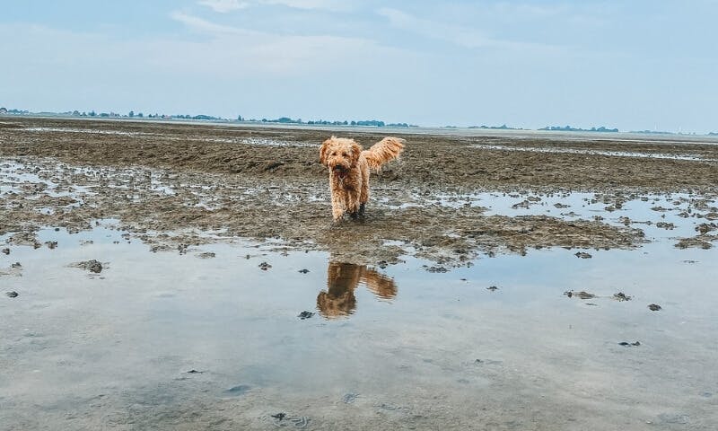 Hund auf dem Strand in Hooksiel