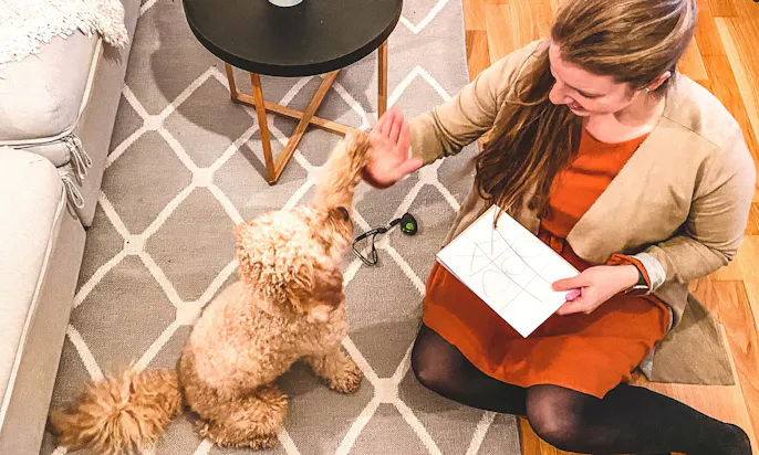 Mini Goldendoodle Java