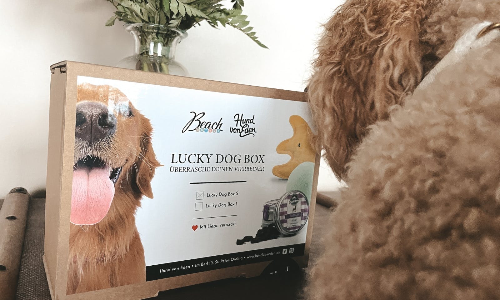 Hund schaut auf die Lucky Dog Box von Hund von Eden