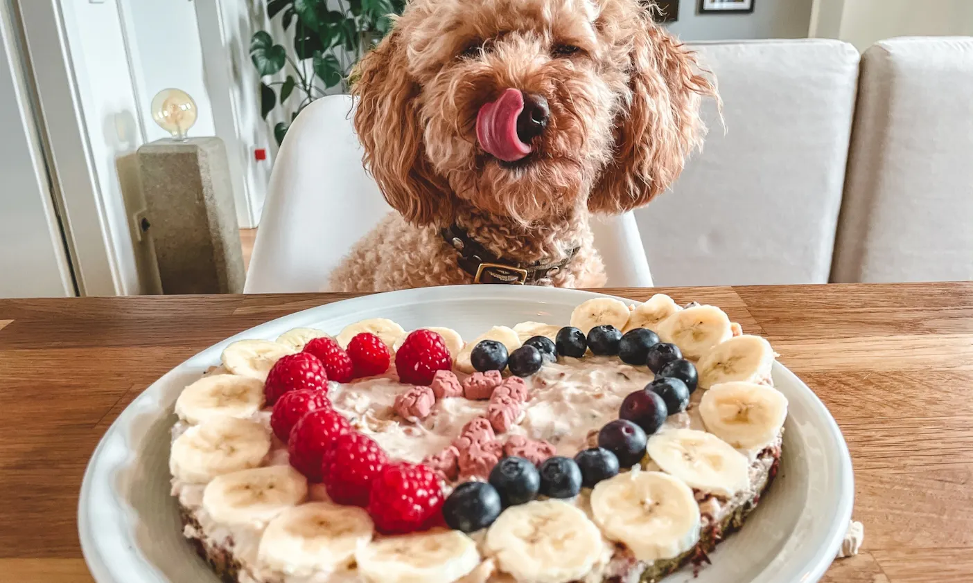 Goldendoodle Java bekommt eine Hundetorte zum Geburtstag