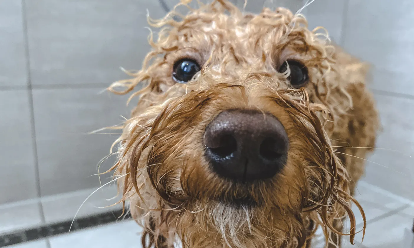 Begossener Pudel in der Dusche