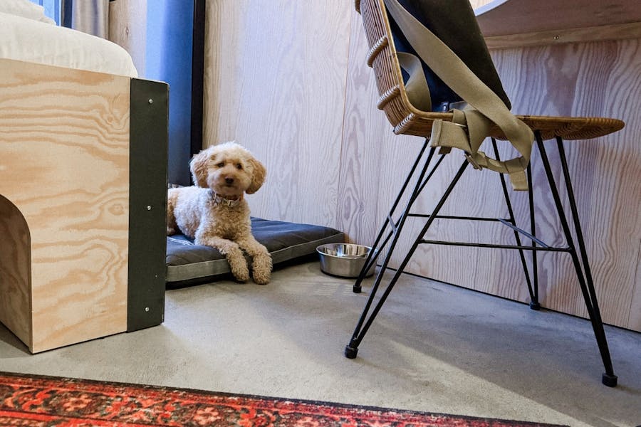 Bretterbude mit Hund in Büsum