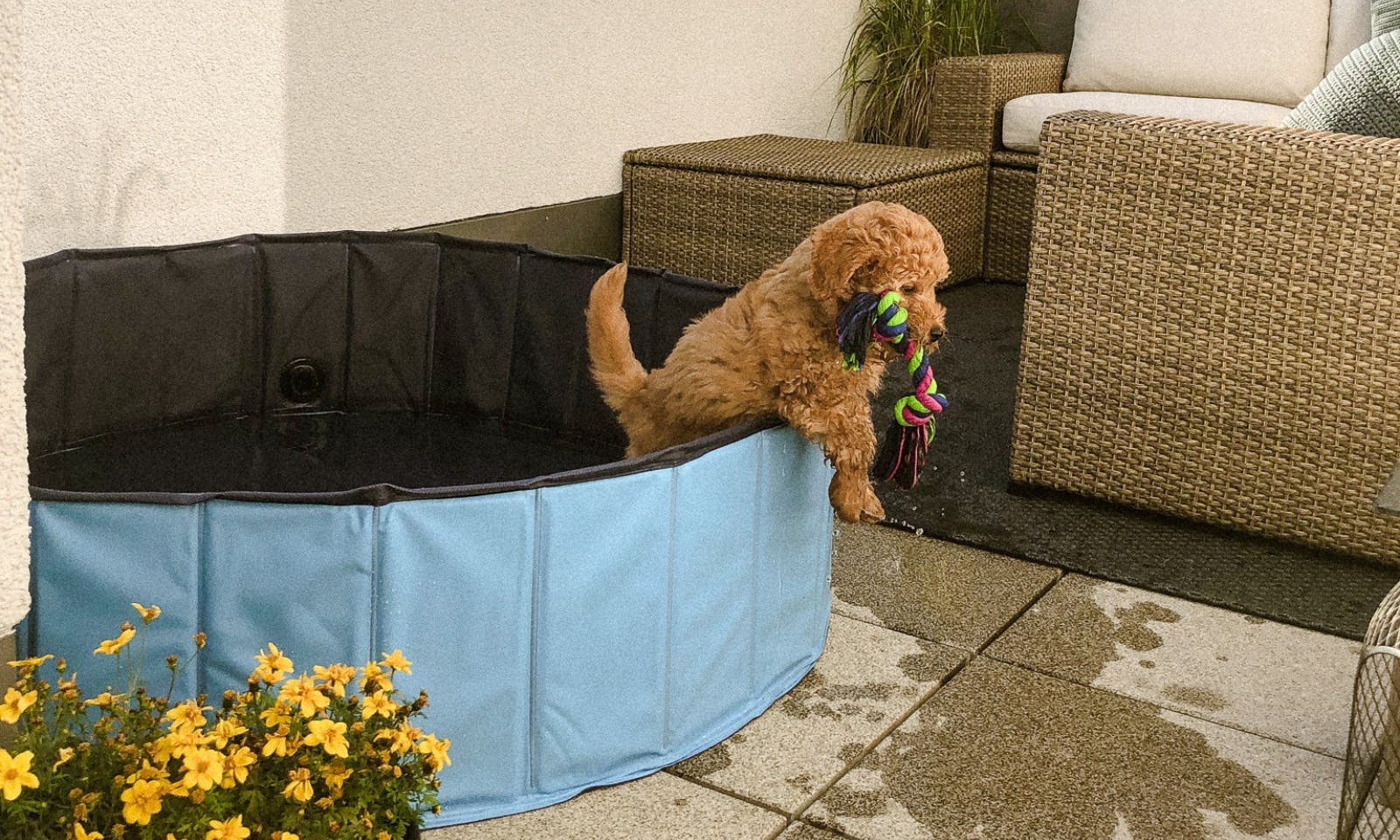 Goldendoodlewelpe springt aus einem Hundepool im Sommer auf der Terrasse