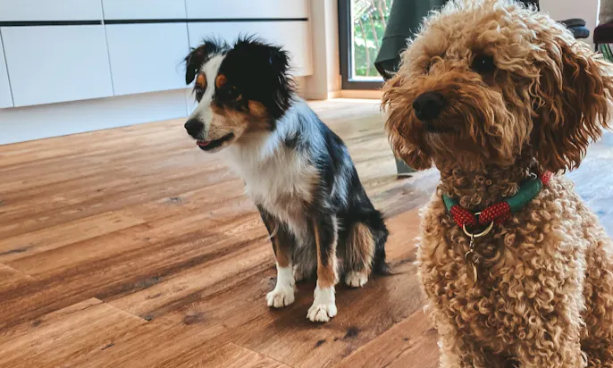 Mini-Aussi Erna und Mini-Goldendoodle Java