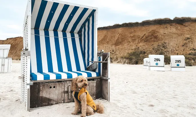 Regenmantel für Hunde von Goldhund