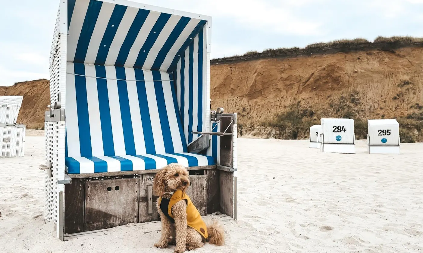 Rotes Kliff mit Hund auf Sylt