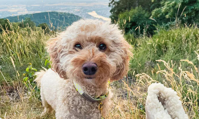 Grannen Gefahr Hunde