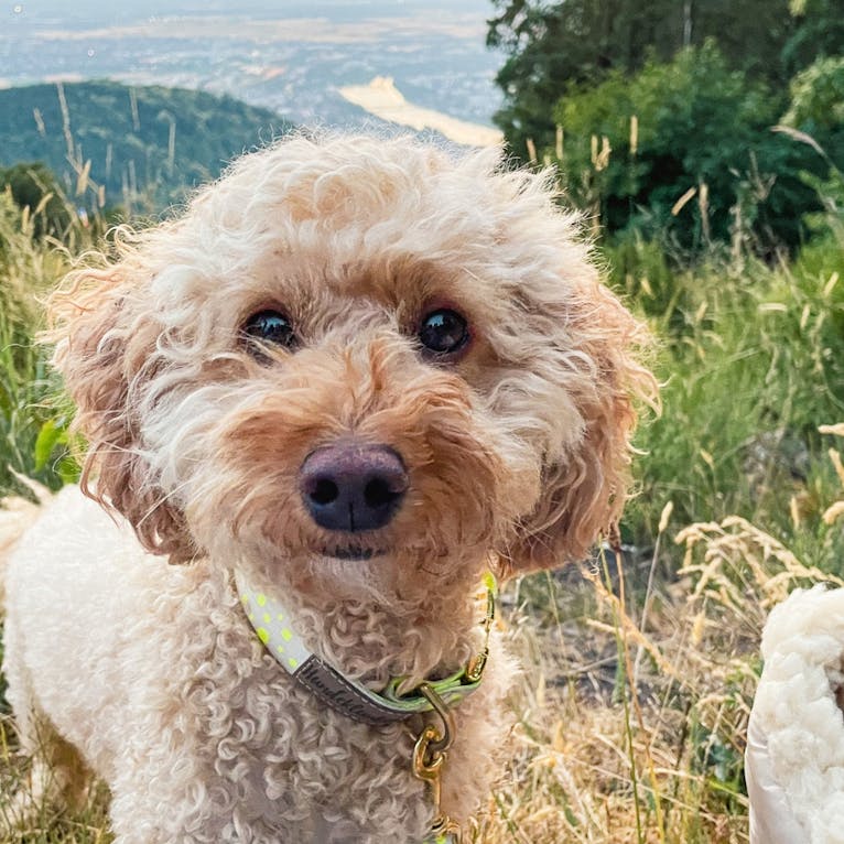 Berggasthof Königstuhl in Heidelberg mit Hund