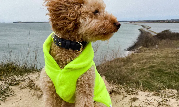 Pudel in gelbem Fleece-Wintermantel