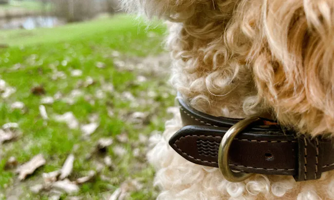 Pudelmischling Java mit ihrem veganen Hundehalsband aus Apfelleder