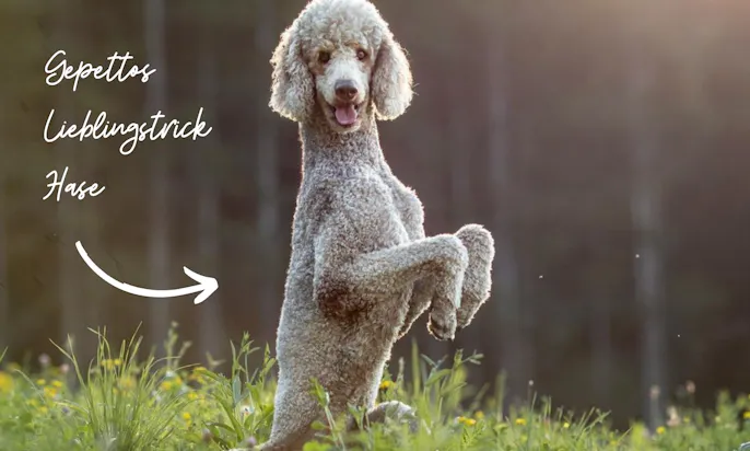 Königspudel macht Hundetrick Hase