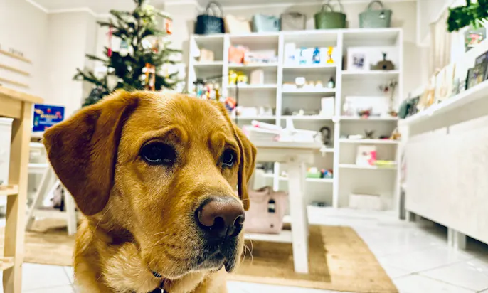 Hundeboutique mit Second Hand Artikeln